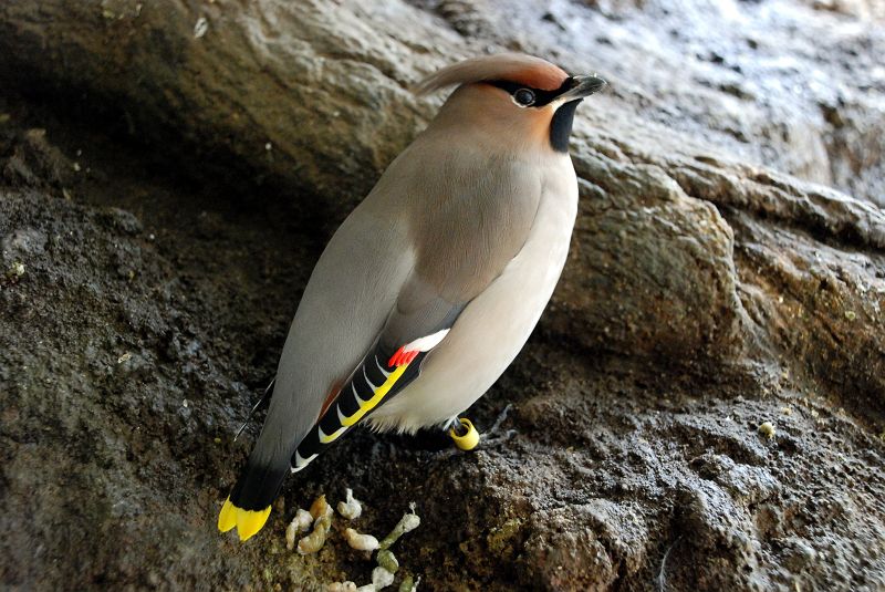 上野動物園東園 日本の鳥展示室 キレンジャク スズメ目 レンジャク科 写真no Ueno Zoo 4604