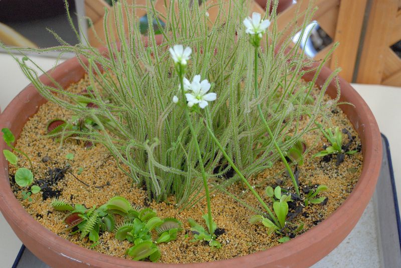 夢の島熱帯植物館 食虫植物の不思議な世界 イトバモウセンゴケ モウセンゴケ科 写真no Yumeshima 1712