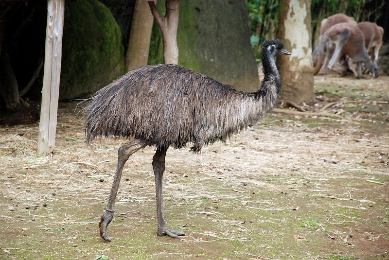 よこはま動物園 ズーラシア エミュー ヒクイドリ科 エミュー科 写真no Zoorasia 5878