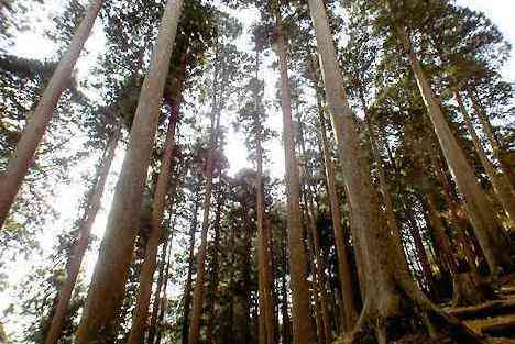 大山・江の島・鎌倉詣で