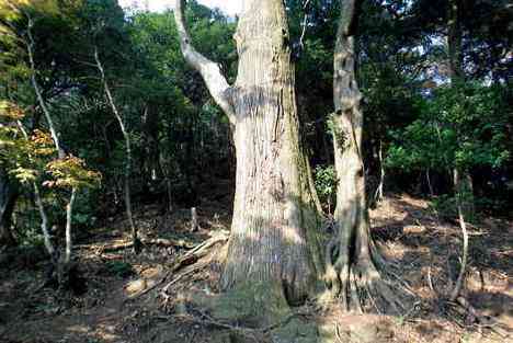 大山・江の島・鎌倉詣で