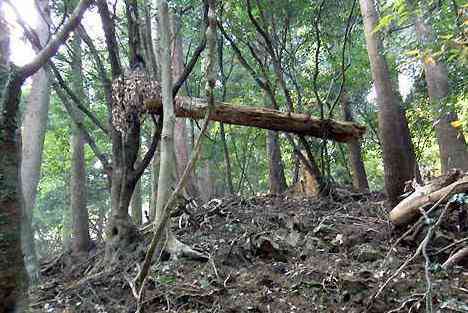 大山・江の島・鎌倉詣で