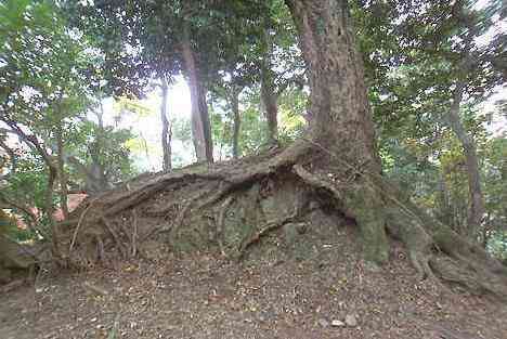 大山・江の島・鎌倉詣で