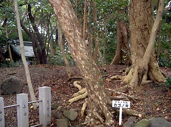 江の島マニアック