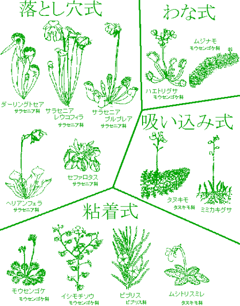 食虫植物教室