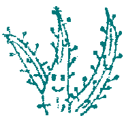 他の食虫植物の育て方