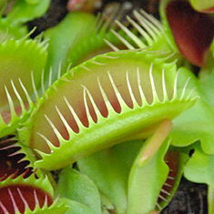 食虫植物の不思議な世界 ハエトリグサ