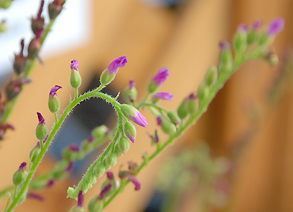 食虫植物の不思議な世界 モウセンゴケ 1