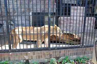 野毛山動物園