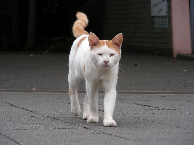 東京のネコ ニケネコ 上野公園 写真no Cats 0168