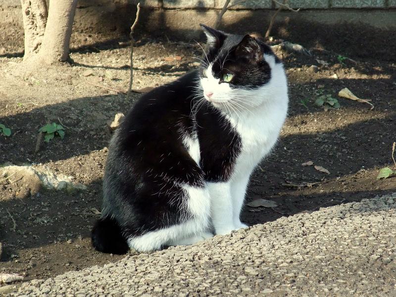 東京のネコ ニケネコ 上野公園 写真no Cats 0335