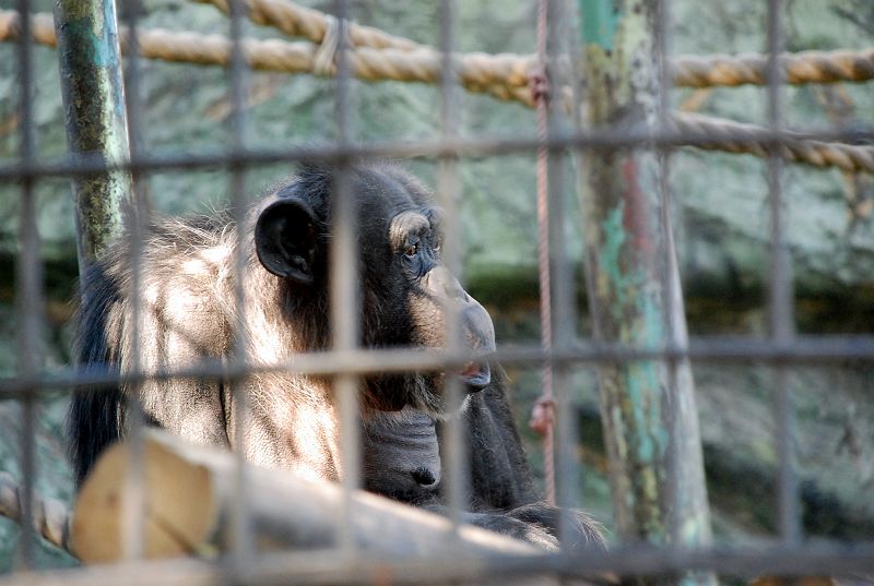 横浜市立野毛山動物園 チンパンジー サル目 ショウジョウ科 写真no Nogeyama 1234