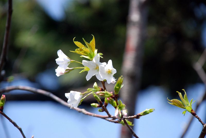 三渓園 横浜市中区本牧 柳井高桑星桜 写真no Sankeien 0742