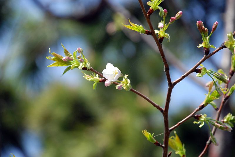 三渓園 横浜市中区本牧 柳井高桑星桜 写真no Sankeien 0748