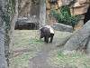 ueno_zoo_0102_mini.jpg