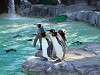 ueno_zoo_0255_mini.jpg