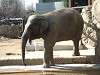 ueno_zoo_0553_mini.jpg