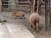 ueno_zoo_0577_mini.jpg