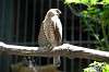 ueno_zoo_1215_mini.jpg