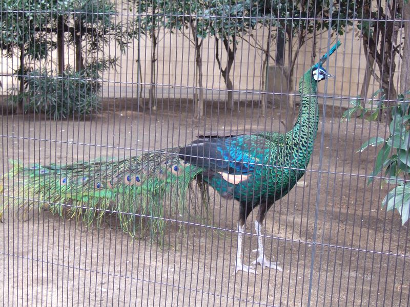 上野動物園東園 マクジャク キジ目 キジ科 オス 写真no Ueno Zoo 0015