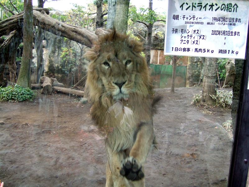 上野動物園東園 インドライオン 食肉目 ネコ科 Keywordライオン 写真no Ueno Zoo 0077