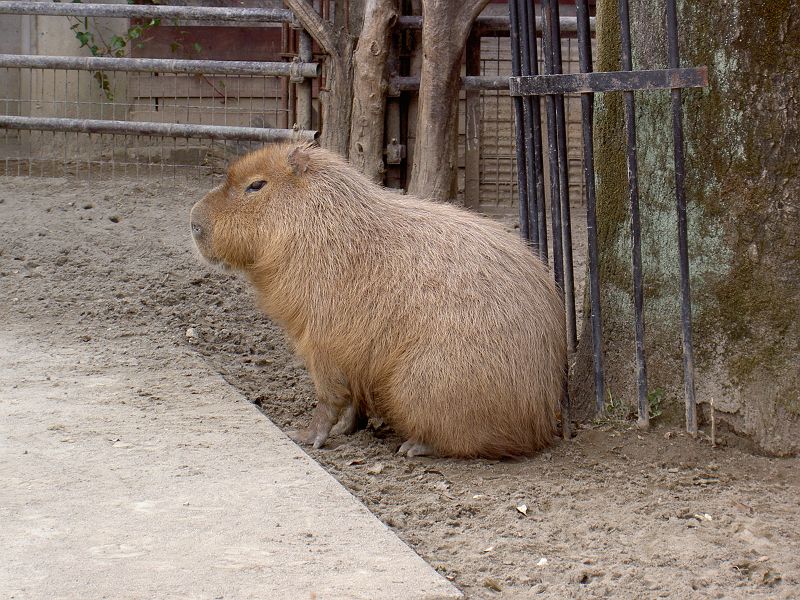 上野動物園東園 カピバラ ネズミ目 カピバラ科 写真no Ueno Zoo 0576