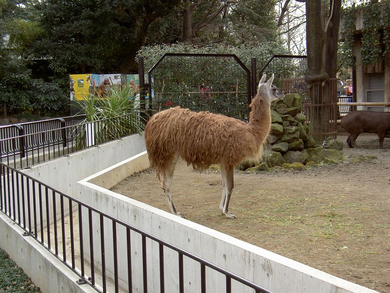 上野動物園東園 ラマ リャマ ウシ目 ラマ科 写真no Ueno Zoo 0580