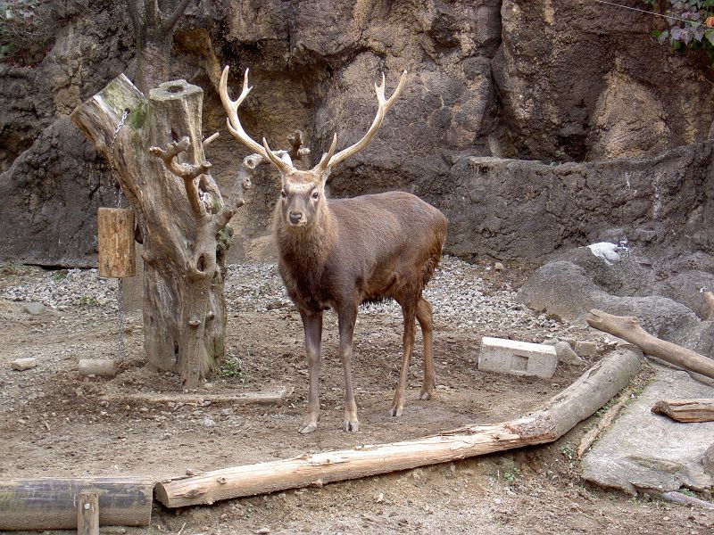 上野動物園東園 エゾシカ ウシ目 シカ科 写真no Ueno Zoo 0599