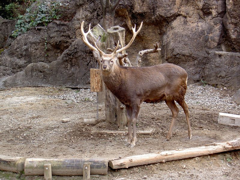 上野動物園東園 エゾシカ ウシ目 シカ科 写真no Ueno Zoo 0600