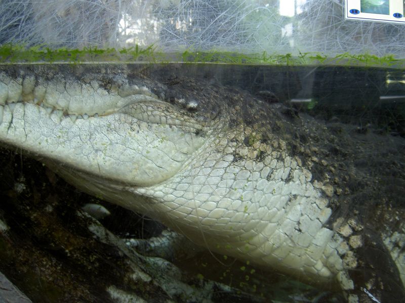 上野動物園西園 イリエワニ ワニ目 クロコダイル科 写真no Ueno Zoo 09