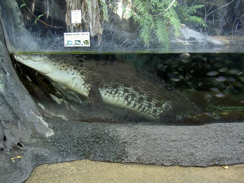 上野動物園西園 イリエワニ ワニ目 クロコダイル科 写真no Ueno Zoo 0922