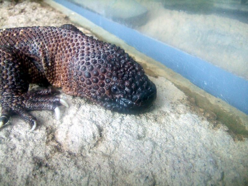 上野動物園西園 メキシコドクトカゲ 有鱗目 ドクトカゲ科 写真no Ueno Zoo 1001