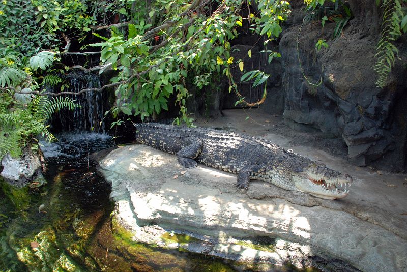 上野動物園西園 イリエワニ ワニ目 クロコダイル科 写真no Ueno Zoo 17