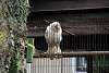 ueno_zoo_2857_mini.jpg