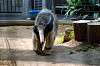 ueno_zoo_3855_mini.jpg