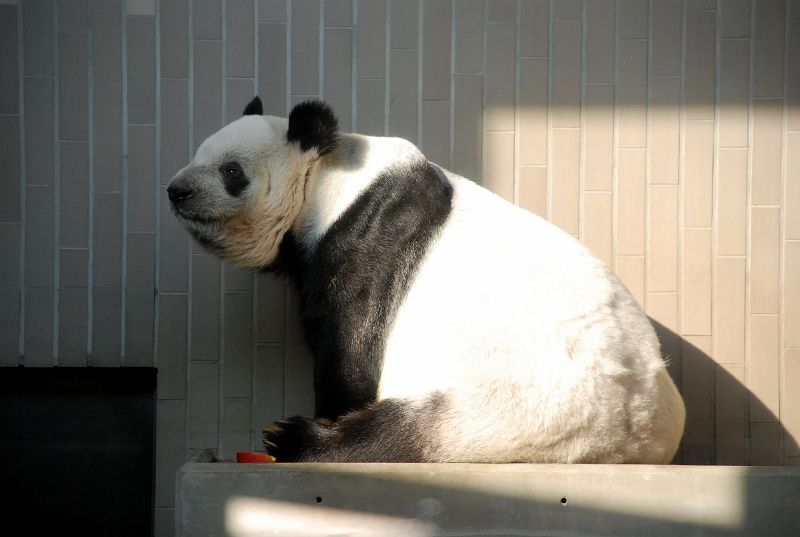 上野動物園東園 ジャイアントパンダ 食肉目 クマ科 ジャイアントパンダ属 写真no Ueno Zoo 06