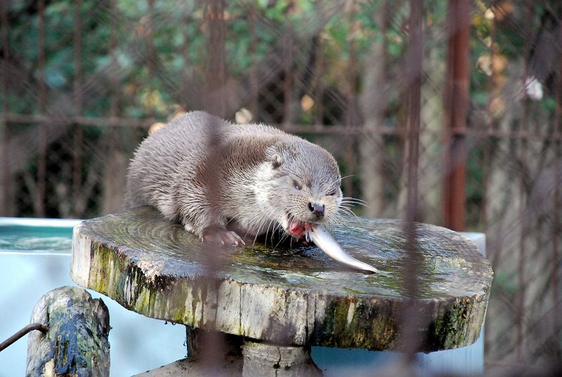 上野動物園東園 食事中のユーラシアカワウソ 食肉目 イタチ科 写真no Ueno Zoo 33