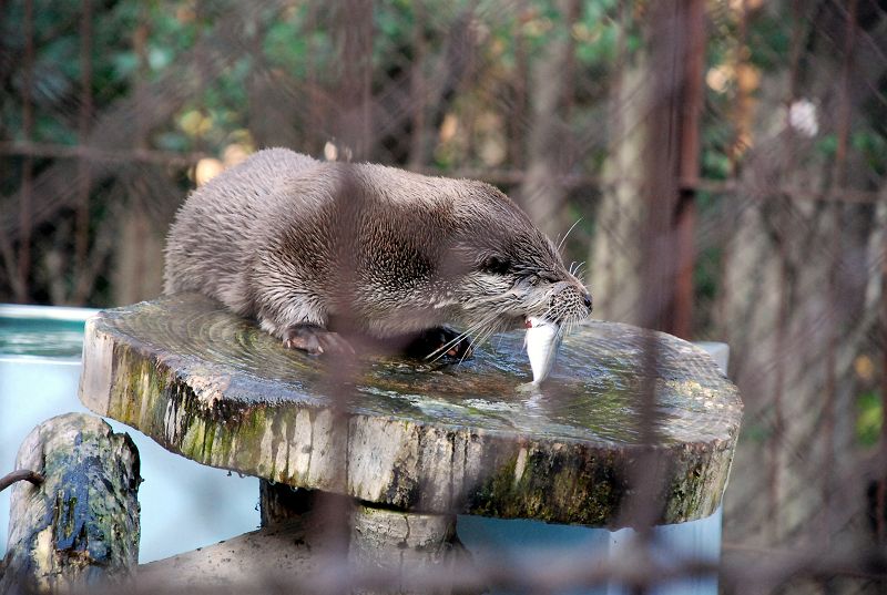 上野動物園東園 食事中のユーラシアカワウソ 食肉目 イタチ科 写真no Ueno Zoo 36