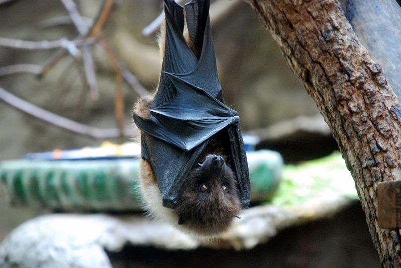 上野動物園西園 オリイオオコウモリ 翼手目 オオコウモリ科 Keywordコウモリ 写真no Ueno Zoo 3917