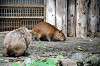 ueno_zoo_5481_mini.jpg