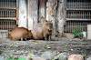 ueno_zoo_5486_mini.jpg