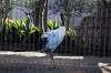 ueno_zoo_5582_mini.jpg