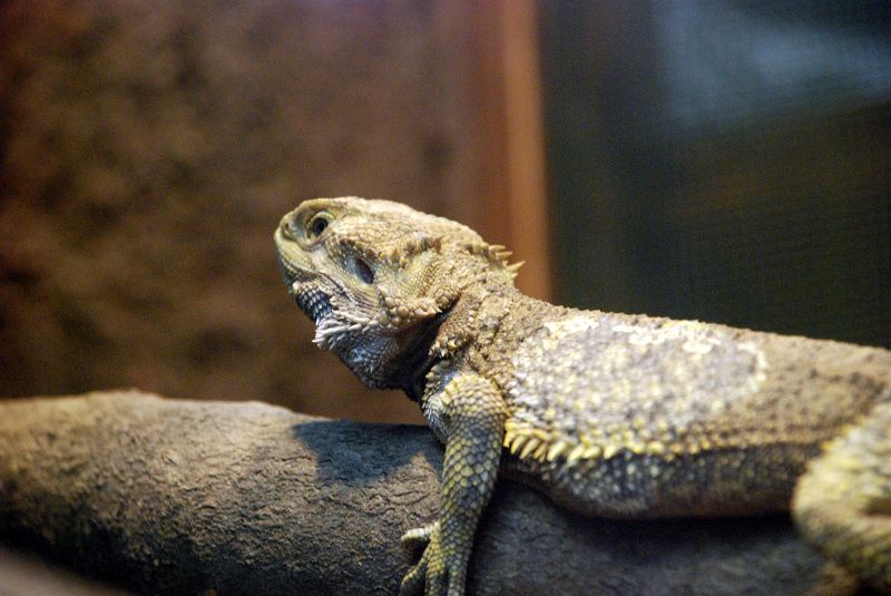 上野動物園西園（両性は虫類館） フトアゴヒゲトカゲ（有鱗目 アガマ科） 写真No.ueno_zoo_4124 - Ueno Zoo 4124