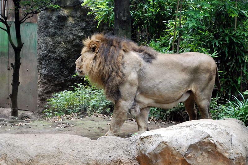 上野動物園東園 インドライオン 食肉目 ネコ科 Keywordライオン 写真no Ueno Zoo 5178