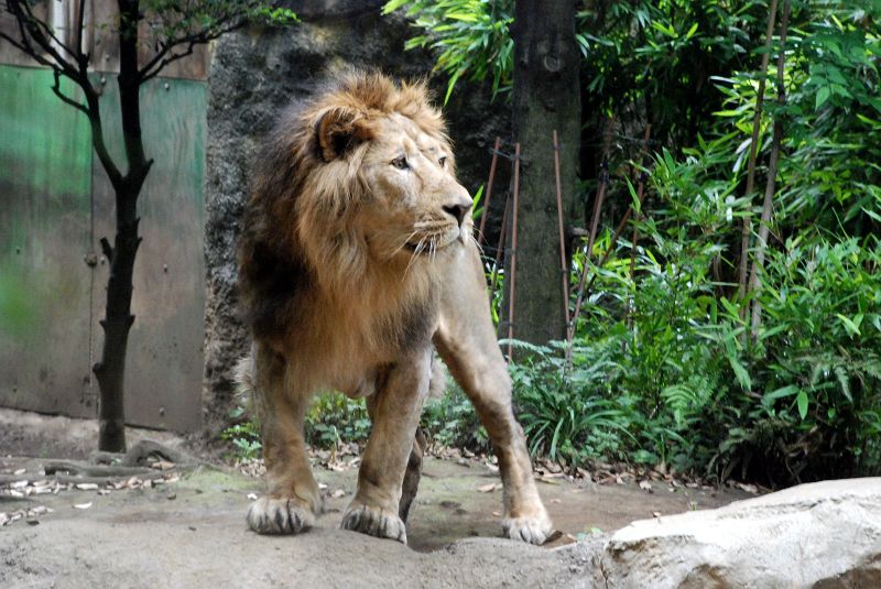 上野動物園東園 インドライオン 食肉目 ネコ科 Keywordライオン 写真no Ueno Zoo 51