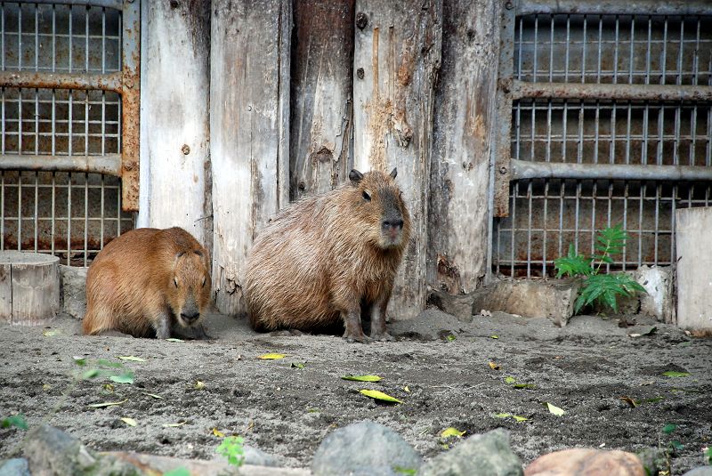 上野動物園東園 カピバラ 齧歯目 ネズミ目 カピバラ科 写真no Ueno Zoo 5487