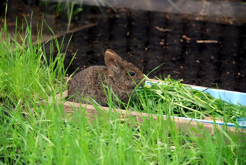 上野動物園東園 メキシコウサギ ウサギ目 ウサギ科 写真no Ueno Zoo 5659