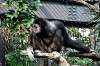 ueno_zoo_6303_mini.jpg