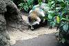 ueno_zoo_6311_mini.jpg