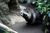 ueno_zoo_6316_mini.jpg